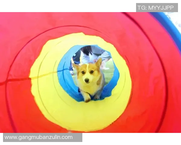 极限运动节奏实力榜单权威发布引领运动新风潮